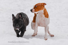 Enlarge photo 303