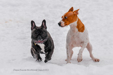 Enlarge photo 302