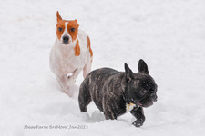 Enlarge photo 299