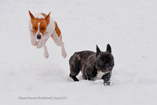Enlarge photo 298
