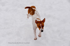 Enlarge photo 295