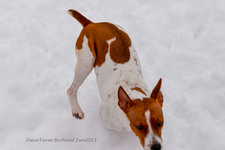 Enlarge photo 294