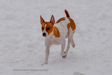 Enlarge photo 279
