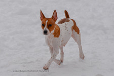 Enlarge photo 278