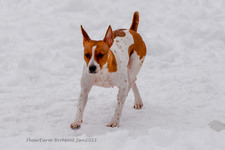 Enlarge photo 277
