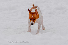 Enlarge photo 275
