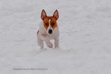 Enlarge photo 272