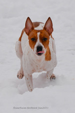 Enlarge photo 271