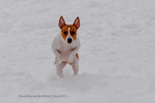 Enlarge photo 270