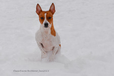 Enlarge photo 268