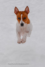 Enlarge photo 267