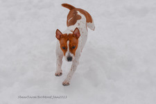 Enlarge photo 264