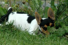 Enlarge photo 76