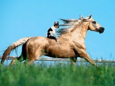 Enlarge photo 52