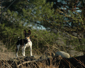 Enlarge photo 13