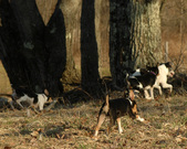 Enlarge photo 20