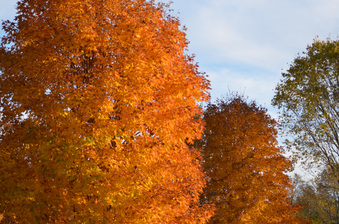 Enlarge photo 239