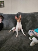 Enlarge photo 4