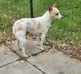 Lucy
