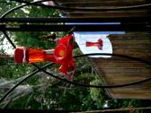 Hummingbirds