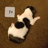 Enlarge photo 6