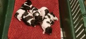 Available Puppies
