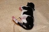 Enlarge photo 12