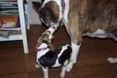 Enlarge photo 8