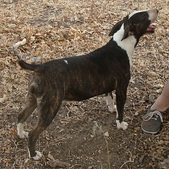 2011 Puppies