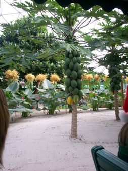 Enlarge photo 33