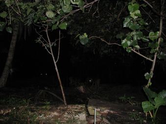 Enlarge photo 247
