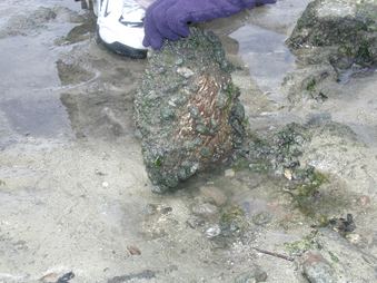 Enlarge photo 128