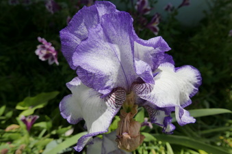 Enlarge photo 3