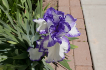Enlarge photo 10
