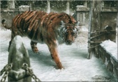 Enlarge photo 258