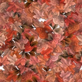 Enlarge photo 71