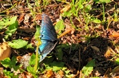 Enlarge photo 63
