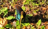 Enlarge photo 62