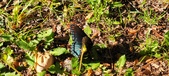 Enlarge photo 61
