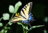 Enlarge photo 50