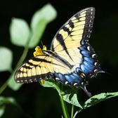 Enlarge photo 51