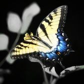 Enlarge photo 53