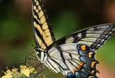Enlarge photo 57