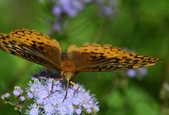Enlarge photo 40