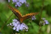 Enlarge photo 41