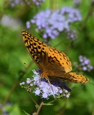 Enlarge photo 39