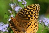 Enlarge photo 33