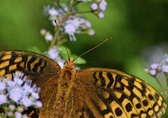 Enlarge photo 31