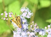 Enlarge photo 29
