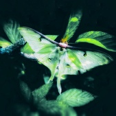 Creatures